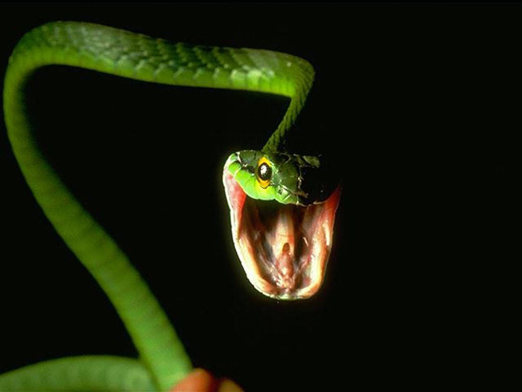 Snakehdwallpapers7